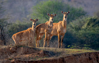 Nilgai / blue bull antelope, female