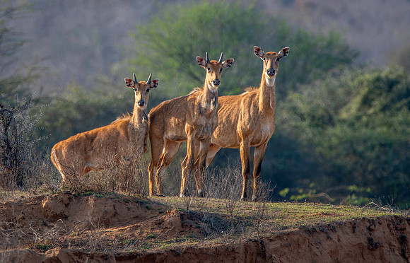 Nilgai / blue bull antelope, female