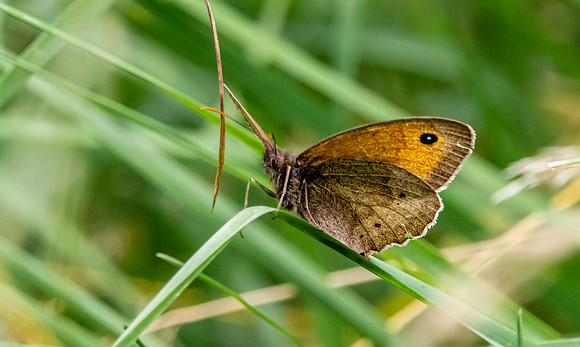 Meadow brown