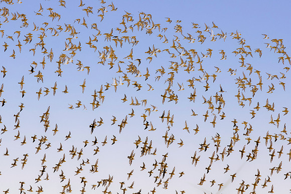 Golden plover