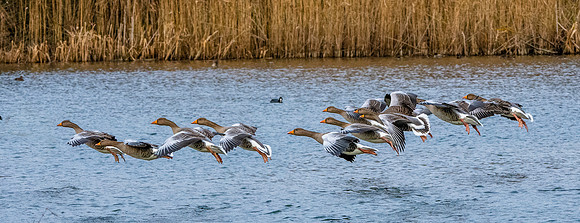 Greylag goose