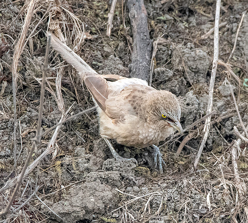 Large grey babbler
