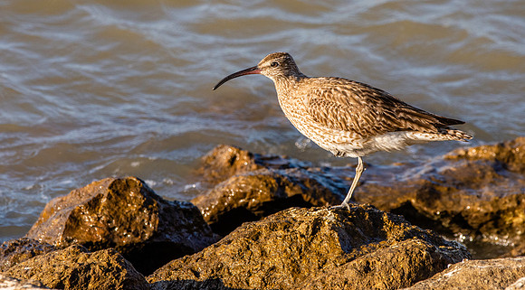 Eurasian whimbrel