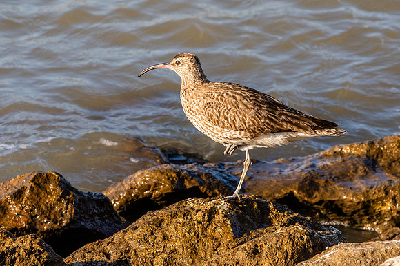 Eurasian whimbrel