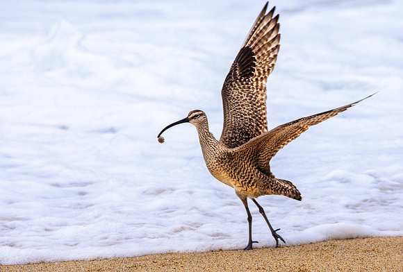 Whimbrel