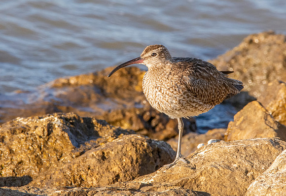 Eurasian whimbrel