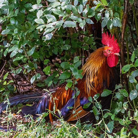 Gallic rooster