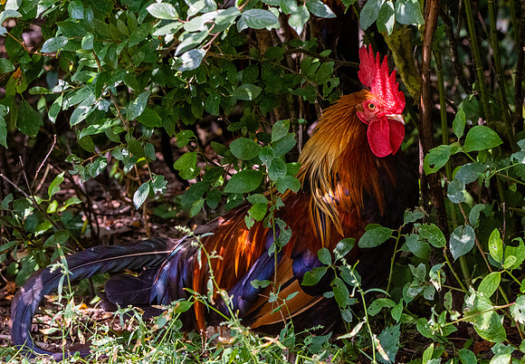 Gallic rooster
