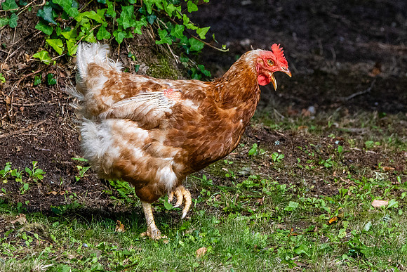 Gingernut ranger chicken