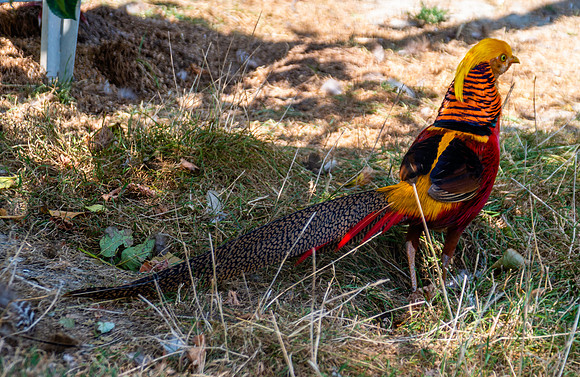 Golden pheasant