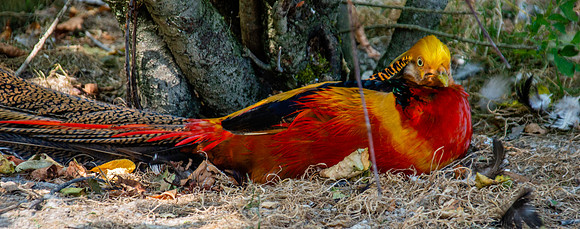Golden pheasant