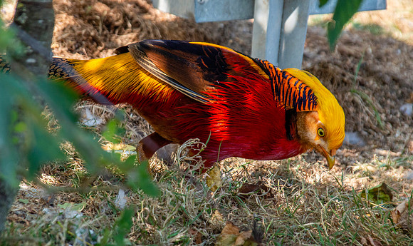 Golden pheasant