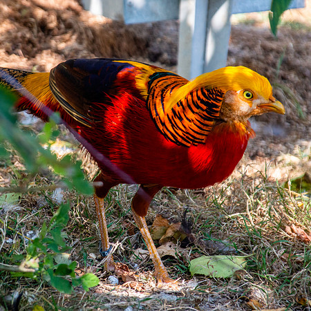 Golden pheasant