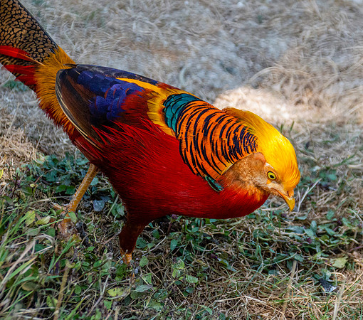 Golden pheasant
