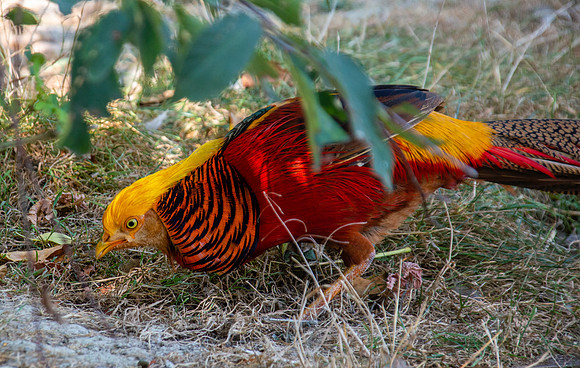 Golden pheasant