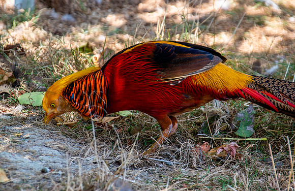 Golden pheasant