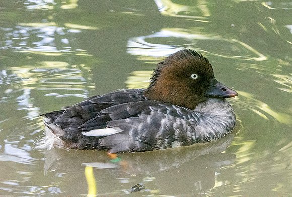Goldeneye, female
