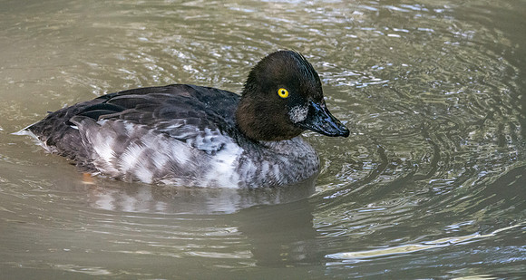Goldeneye, male, eclipse
