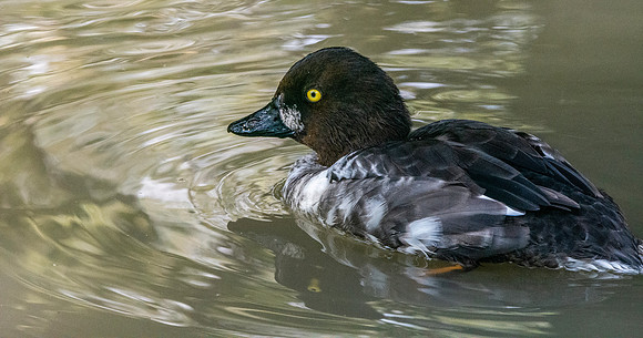 Goldeneye, male, eclipse