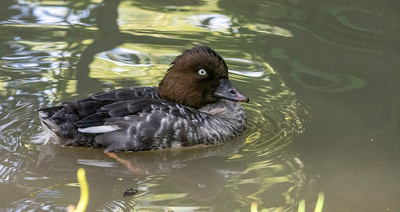 Goldeneye, female