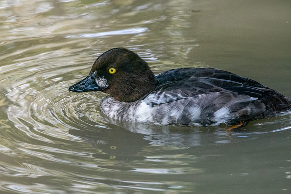Goldeneye, male, eclipse