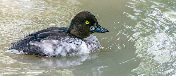 Goldeneye, male, eclipse