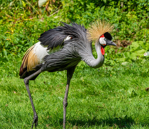 Grey crowned crane
