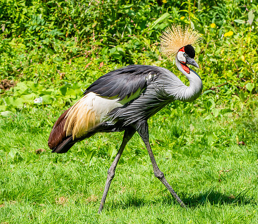 Grey crowned crane