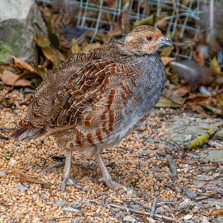 Grey partridge