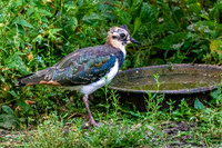 Northern Lapwing, juvenile