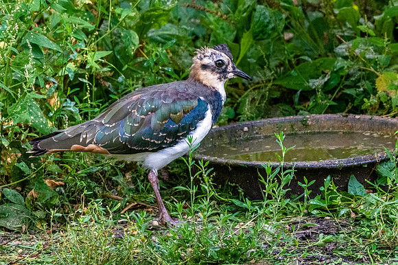 Northern Lapwing, juvenile