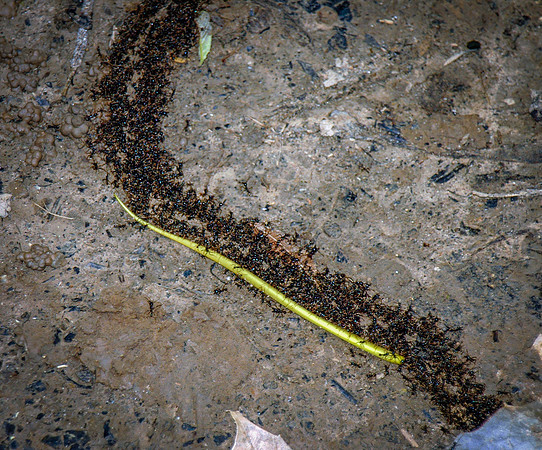 Ants