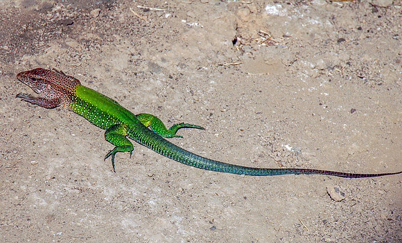 Giant Ameiva lizard