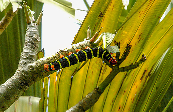 Caterpillar, Brazil