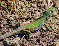 Italian wall lizard