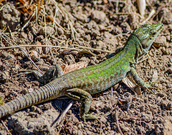 Italian wall lizard
