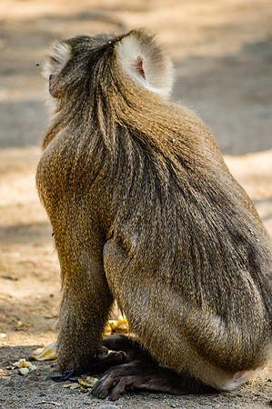 Macaque monkey