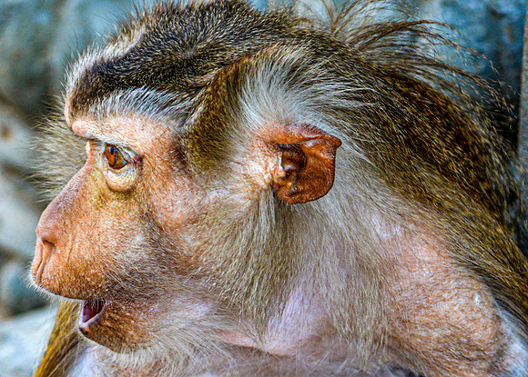 Macaque monkey