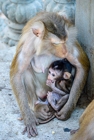 Macaque monkey