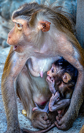 Macaque monkey