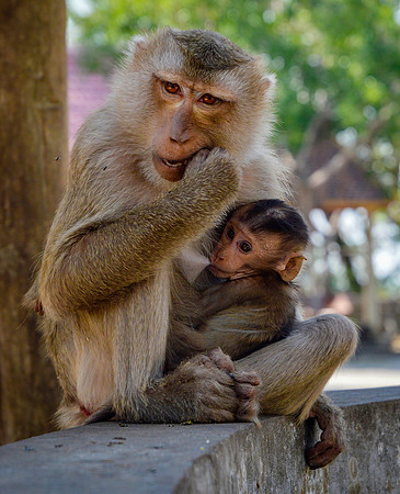 Macaque monkey