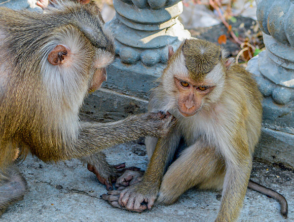 Macaque monkey