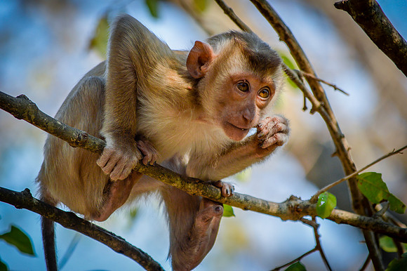 Macaque monkey