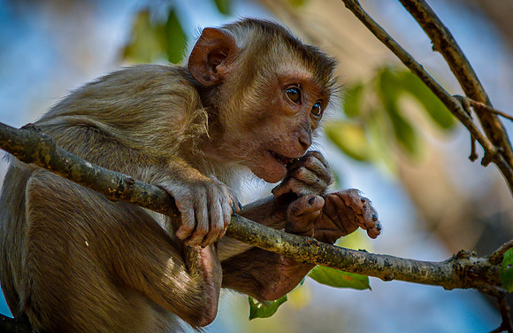 Macaque monkey
