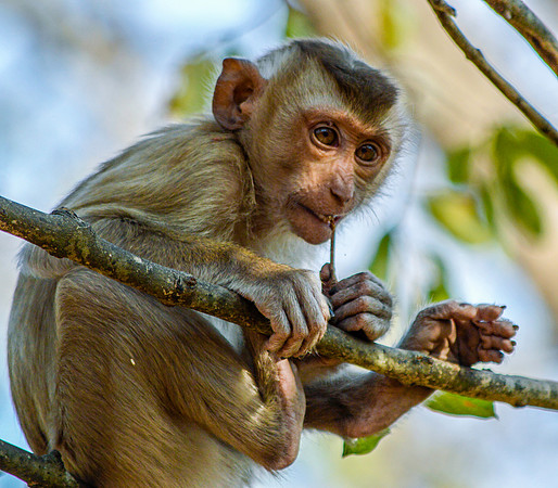 Macaque monkey