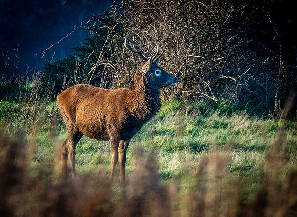 Red deer