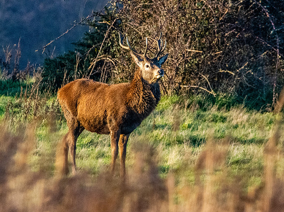 Red deer