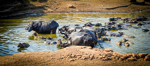 Water buffalo