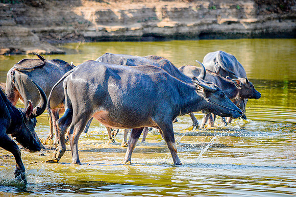 Water buffalo