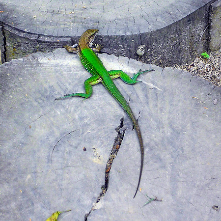 Ameiva lizard